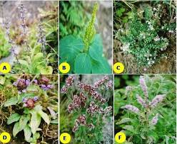 Image result for Lamiaceae