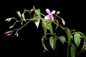 Image result for Porphyrostemma