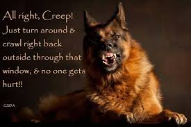 Because he's good with kids, he's an ideal watch and gard dog. So To Most People This Picture Might Look Scary But To Me I See The Most Loyal Dog On Earth Germanshepherd 3