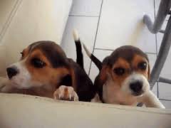 Https Encrypted Tbn0 Gstatic Com Images Q Tbn And9gcqymbncxbca87ia8m0q7vstegve4j Unvukyw Usqp Cau Gif bin is your daily source for funny gifs, reaction gifs and funny animated pictures. 2