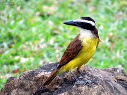 Maybe you would like to learn more about one of these? Aves E Arvores O Bem Te Vi E A Cidade