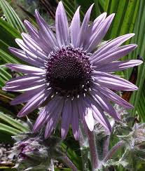 Image result for Berkheya speciosa