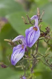 Image result for Brillantaisia