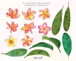 Plumeria Hand Painted Watercolor Orange And Pink Frangipani Hawaiian Tropical Flowers Digital Download Png Watercolor Flowers Tutorial Flower Painting Watercolor Flowers