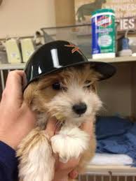 Maybe you would like to learn more about one of these? Emergency Pet Clinic San Antonio 8503 Broadway St San Antonio Tx Veterinarians Mapquest
