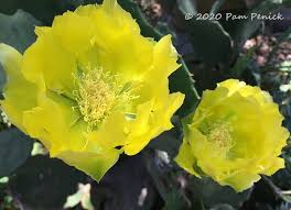 The flat green pads of the prickly pear cactus (actually the stems) are eaten like a vegetable. Plant This Old Mexico Prickly Pear Digging