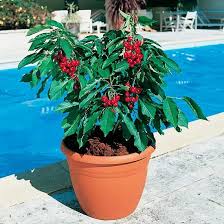 Fruit trees have fantastic blossom in spring and form sculptural shapes in winter. Dwarf Cherry Tree Garden Bing Cherry Trees Garden Dwarf Fruit Trees Patio Fruit Trees