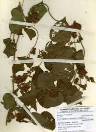 Image result for Rhynchosia nyasica