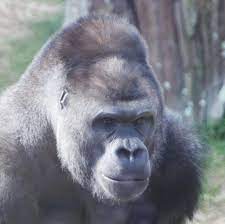 繊細なゴリラ 大雑把な人間 1544 ゲツモク日記 名古屋 東山動植物園 ゴリラ イケメンゴリラ シャバーニ 建築家 守谷昌紀 アトリエｍ nagoya zoo gorilla delicate rough architect a gorilla animals monkey