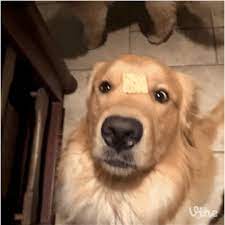 What Is My Purpose In Life Silly Dogs Golden Retriever Funny Dogs