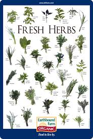 Downloads Herbs Herbs For Health Herbs List Medicinal