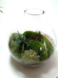 Large Table Vase Mood Moss Mondo Grass Von Mossterrariums Auf Etsy 31 50