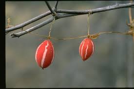 Image result for Diplocyclos