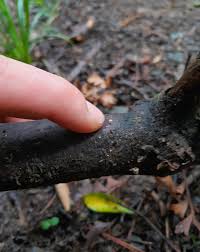 Image result for Hylebates