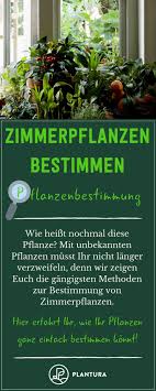 Zimmerpflanzen Bestimmen Durch Blatter Ihr Wollt Eure Pflanzen Bestimmen Dann Solltet Ihr Besonders Auf Die Blattform Zimmerpflanzen Pflanzen Topfpflanzen
