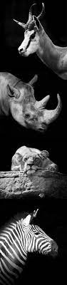Love These African Animals In Black And White So Stunning Nature Animals Animal Photography Animals