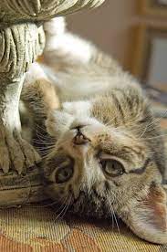 Littersolutionscat Follow Me So You Can Get My Pins In Your Pinterest Feed Cats Cat Lovers Kitten