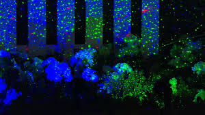 Alibaba.com offers 1,358 bliss lights products. Blisslights Spright Motion Blue Laser Light Remote Outdoors Stars Projector Vaporstore