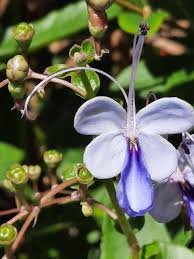 Image result for Rotheca