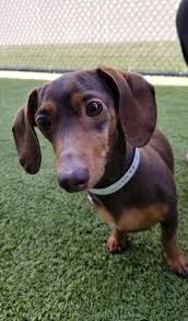 Pin By Janet Mccaleb On Love Doxies Dachshund Facts Dachshund Breed Daschund