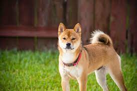 Shiba Inu Shib Listed On Trading App With Over One Million Users Cryptoglobe