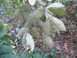 Image result for Anthonotha macrophylla