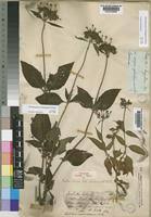 Image result for Dolichopentas