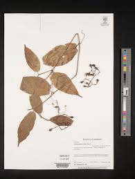 Image result for Cissus cucumerifolia