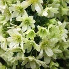We did not find results for: Clematis Pixie Evergreen Spring Blooming Climber Lime Yellow Flowers Garden Plants Yellow Flowers Evergreen Clematis Clematis