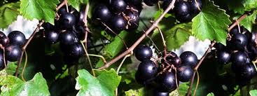 Sometimes called scuppernongs, these grapes are popular because they have a high degree of tolerance to pests and diseases and can be grown with minimal or no use of pesticides. Gc6z00c Muscadine Grape Traditional Cache In Florida United States Created By K E T