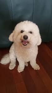 Howl-O-Ween Ball Spokespawson Entries