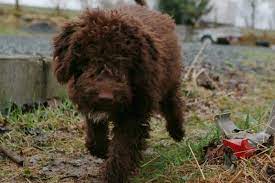 12 Absolutely Adorable Dog Breeds With Curly Hair Razas De Perros Perros De Agua Tipos De Perros