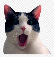 If you are looking for stickers whatsapp memes png 2019 you've come to the right place. Stickers Sticker Memes Divertidos Del Gato Clipart 1190186 Pikpng