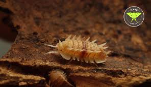 Image result for Pseudeminia