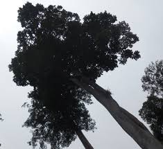 Image result for Antiaris toxicaria