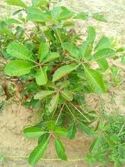 Image result for Vitex doniana