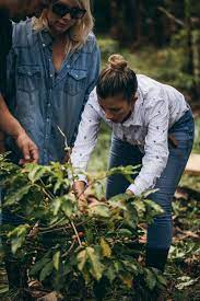 Today, however, the top exports of puerto rico do not include coffee due to issues such as the high cost of production and political unrest. Starbucks Donates 2m Coffee Seeds To Rebuild Puerto Rico
