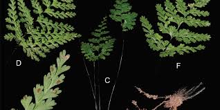 Image result for Aspleniaceae