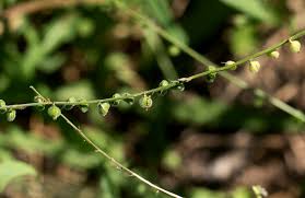 Image result for Priva flabelliformis