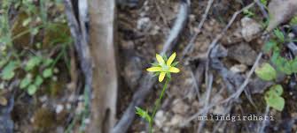 Image result for Wahlenbergia hookeri