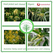 Image result for Acacia adenocalyx