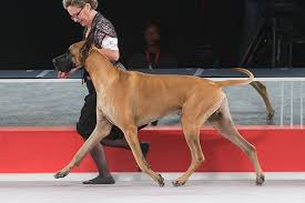 Great dane puppies for sale in ga. Great Dane Dog Breed Information