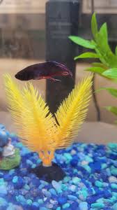 What does aquarium salt do to the betta? My Betta Recovered From Medium To Severe Fin Rot He Got Popeye Unfortunately Seems To Be Getting Better With Daily Water Changes And Aquarium Salt Is The Spot On His Tail Cause