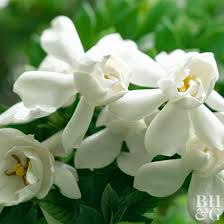 Maybe you would like to learn more about one of these? Gardenia Better Homes Gardens