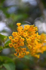 Image result for Cestrum