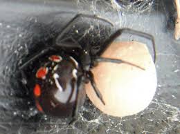 Your shoe can be a perfectly dark place for this spider to hide. Northern Widow With Egg Sac What S That Bug