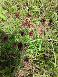 Image result for Cyperus tenax
