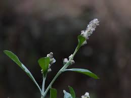 Image result for Gnaphalium polycaulon