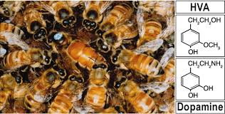 Iron golems attack queen bees! Queen Pheromone Modulates Brain Dopamine Function In Worker Honey Bees Pnas
