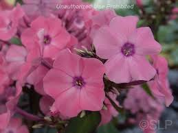 This is a compact variety phlox paniculata 'ditomdre' grows to a height of 18 to 22 inches, with a spread of 18 to 24 inches. Plantfiles Pictures Phlox Garden Phlox Coral Creme Drop Phlox Paniculata By Carpentergirl